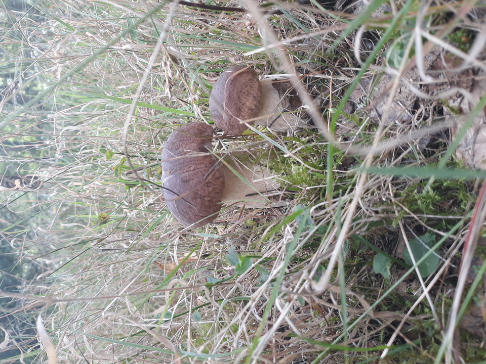 20180904_121936.jpg - Mrowka72