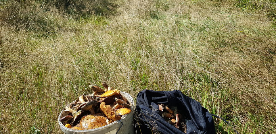 20180916_112354.jpg - arosdj