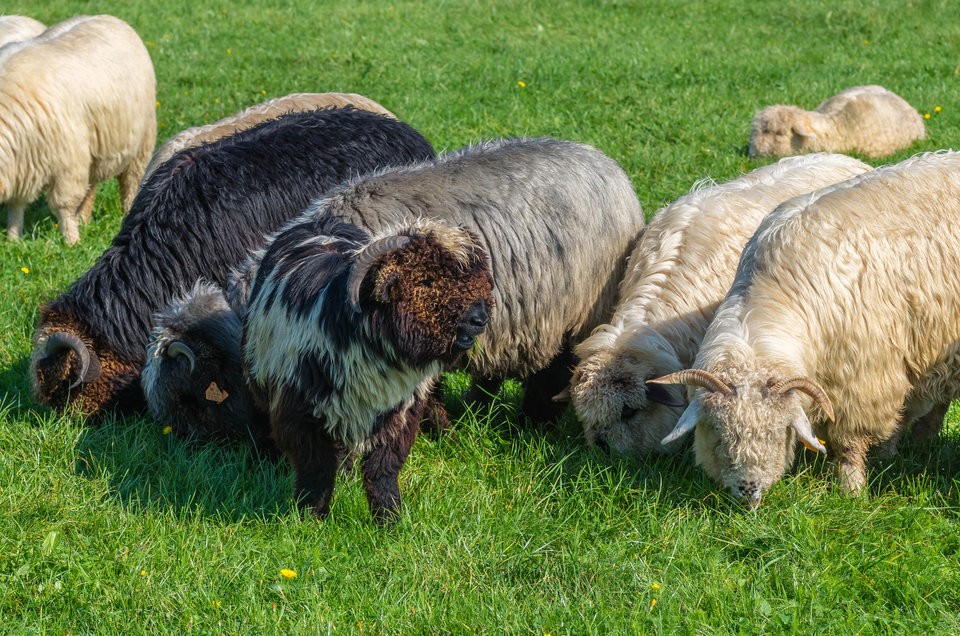 Eko kosiarki - mystic