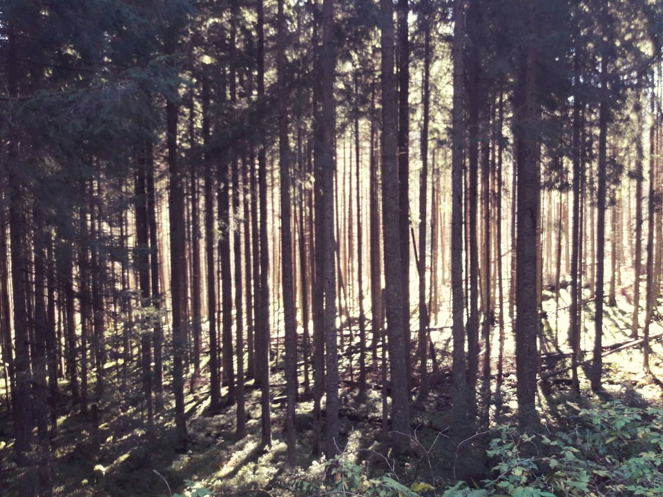 20180930_070514.jpg - dino8