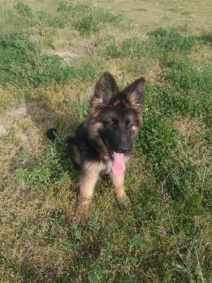 IMG_20180510_173435.jpg - tomii02