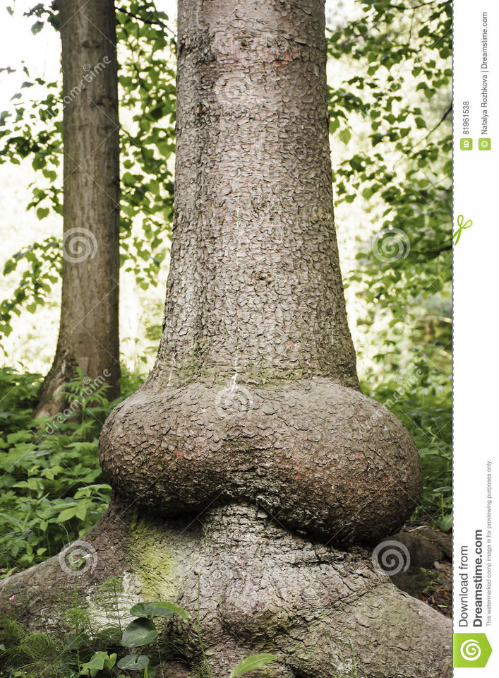 antyczny-odwiecznie-drzewo-z-bagażnikiem-jednakowym-zjeżony-pe - okraglutki