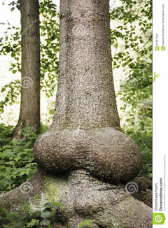 antyczny-odwiecznie-drzewo-z-bagażnikiem-jednakowym-zjeżony-pe