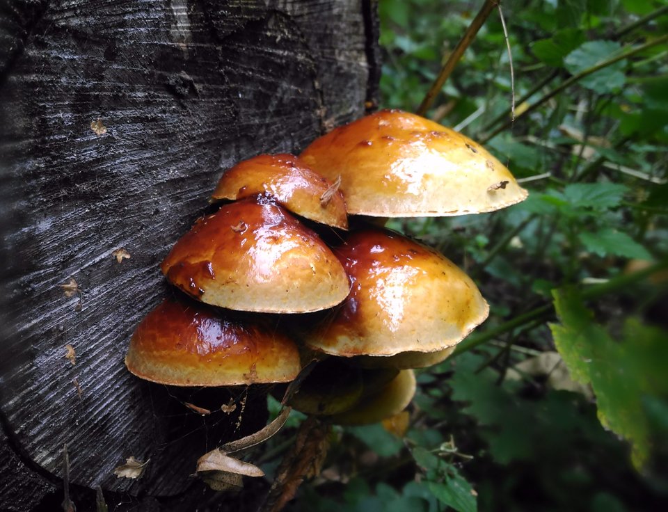 Jesiennie  - adresat