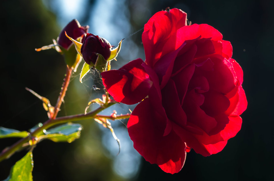 Co jak nie róża?? - mystic