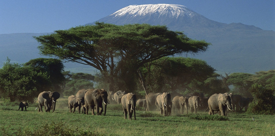 elephants - mlodyczuly