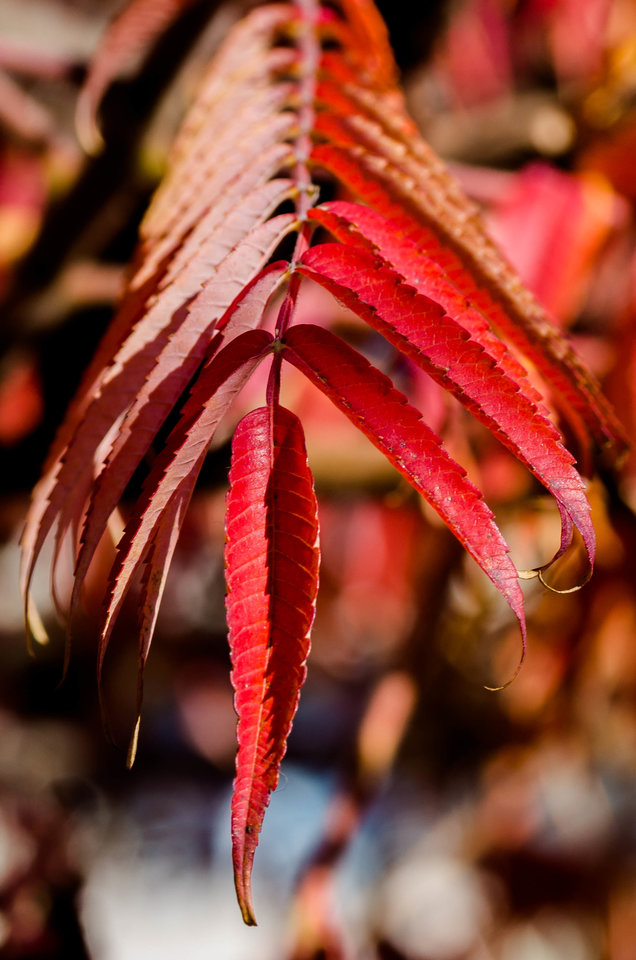 Słoneczna jesień - mystic