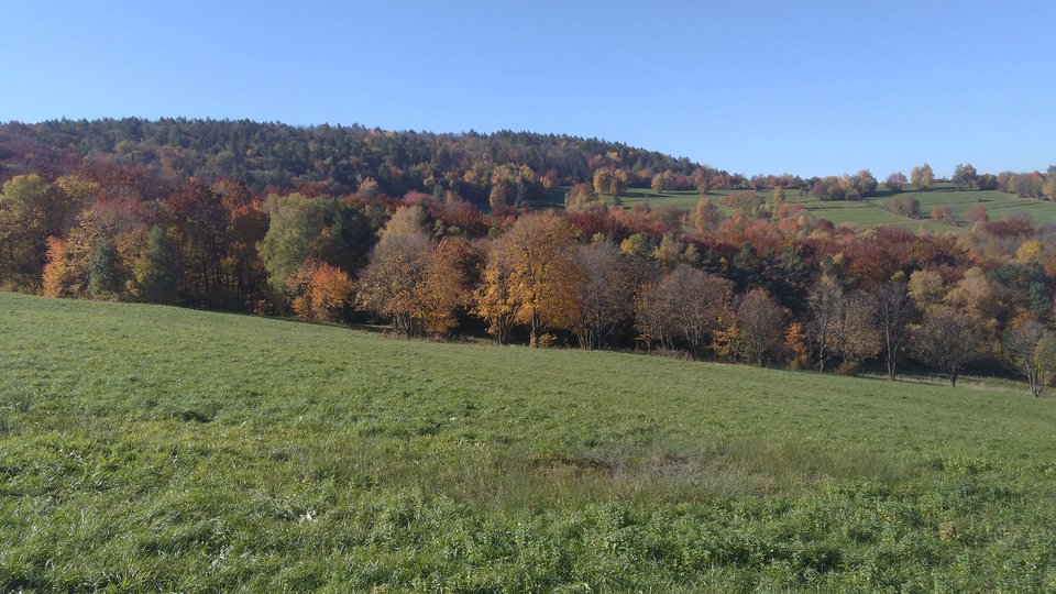 IMG_20181013_115224.jpg - StrongPecker