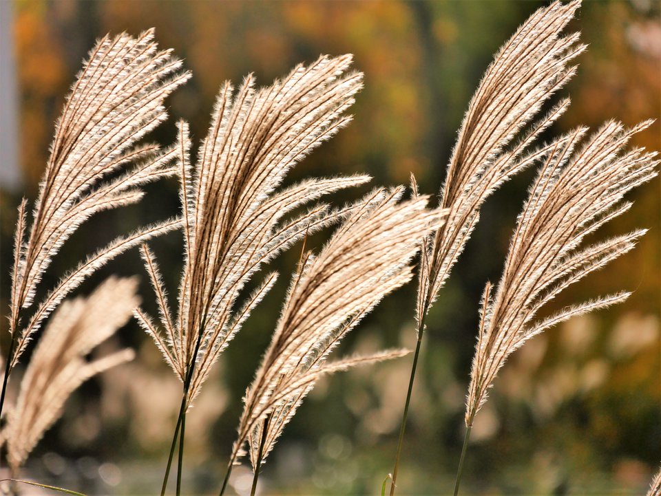 _1060254a.jpg - FoKam431