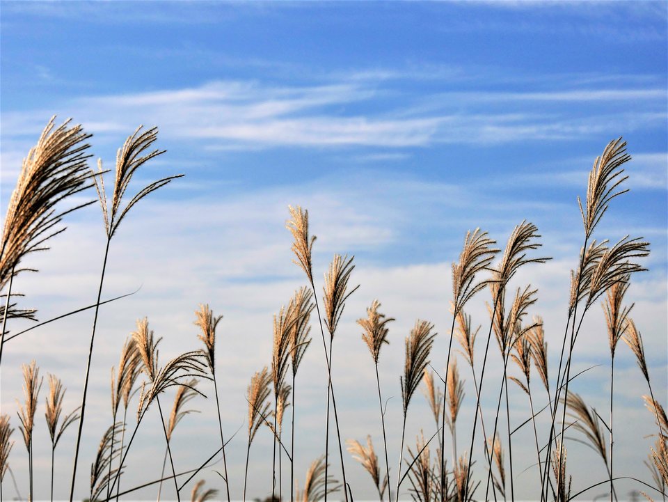 _1060245b.jpg - FoKam431