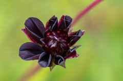 Kwiatek spod ciemnej gwiazdy