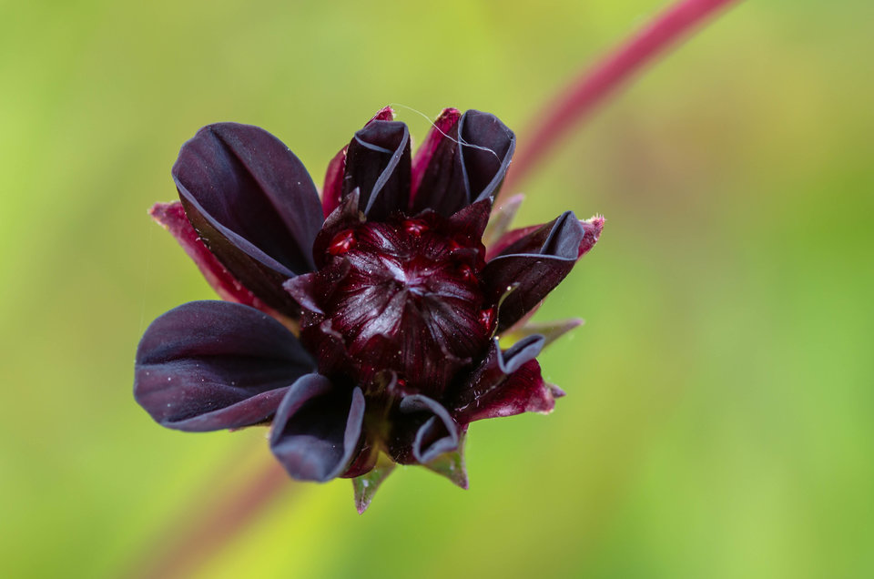 Kwiatek spod ciemnej gwiazdy - mystic