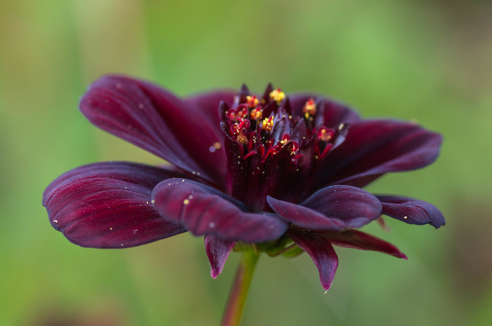 Złotem oprószony - mystic