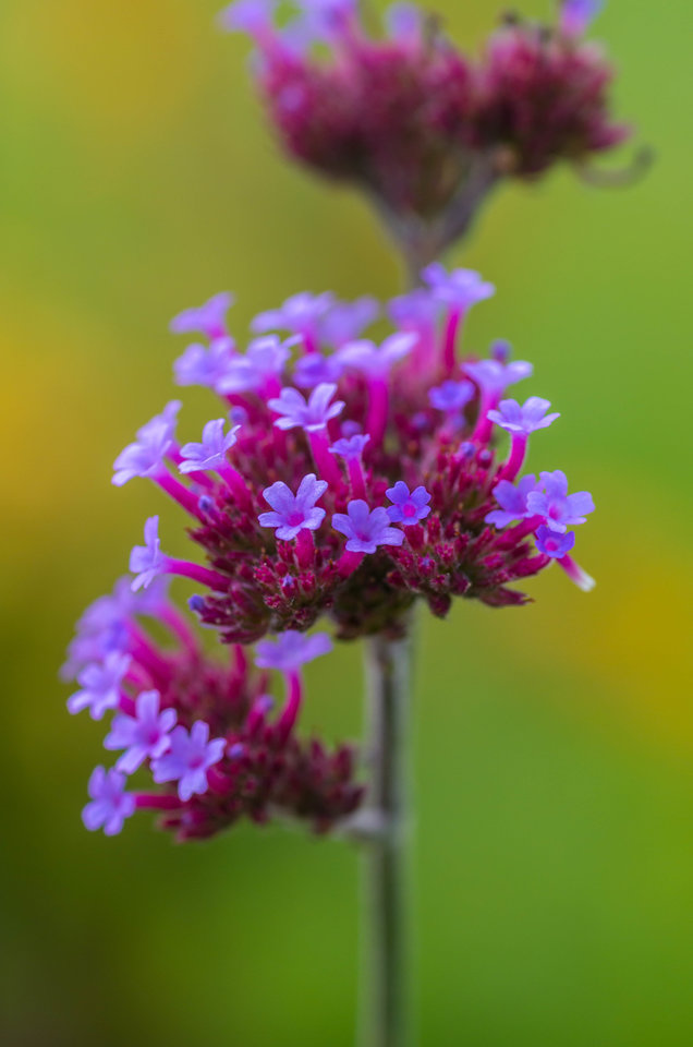 Małe jest piękne :) - mystic