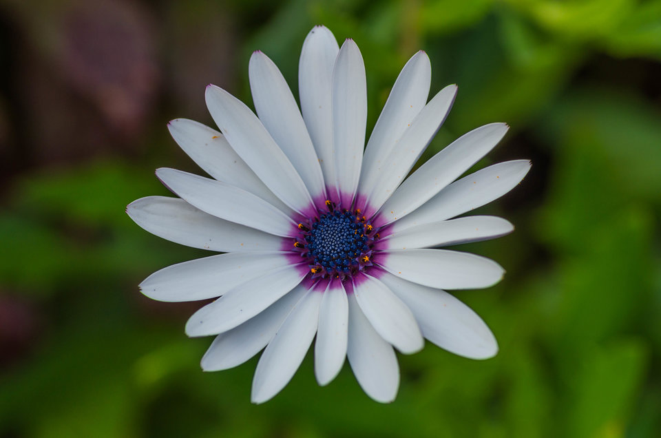 Z ciemnym środkiem - mystic