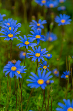 Niebieskie szaleństwo