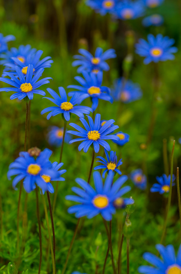 Niebieskie szaleństwo - mystic