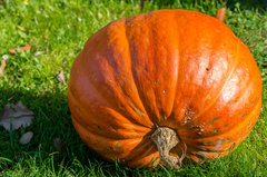 Zbliża się Halloween