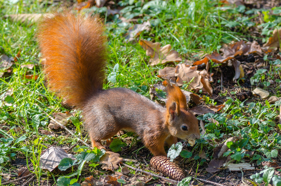 Jesienny wiewiór - mystic