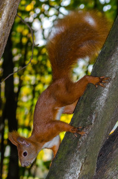 Zwierze anty grawitacyjne