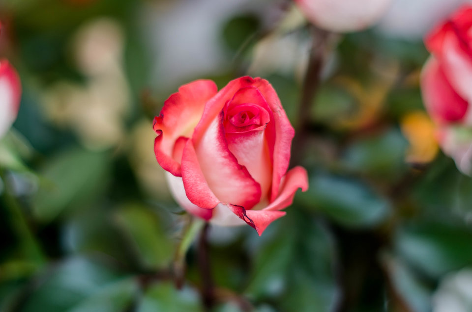 Jak zwykle - różyczka :) - mystic