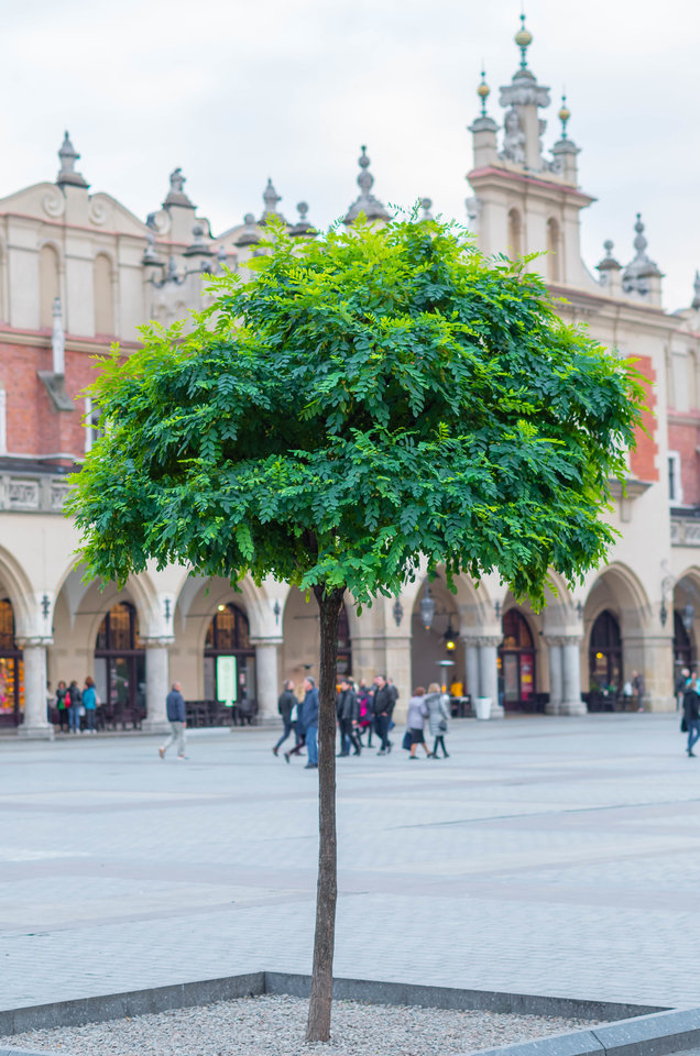 Troszkę zieleni - mystic