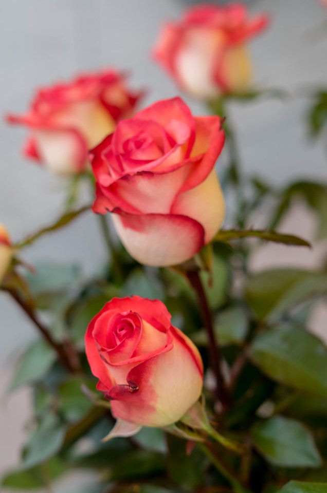 Co, jak nie róże :) - mystic