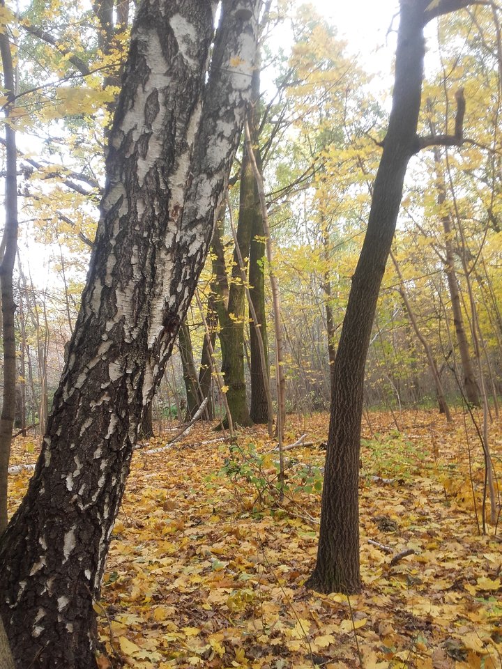 20181027_101553.jpg - glodna123