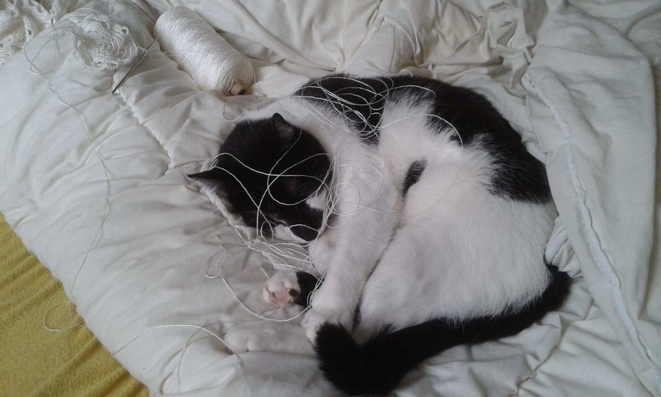 received_2133726699973090.jpeg - sebol0286