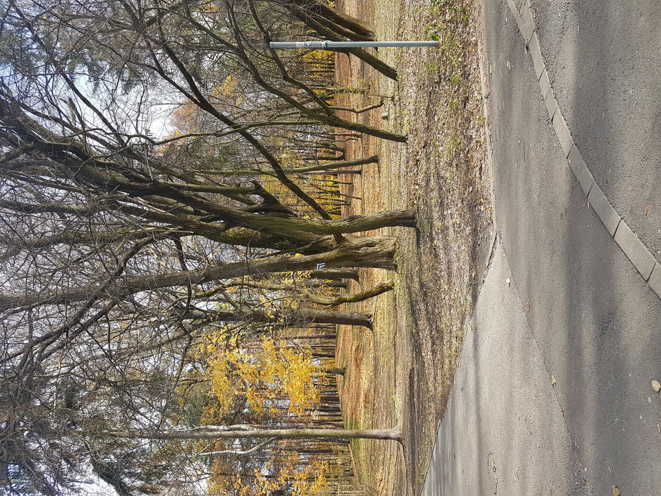 20181101_121429.jpg - lukasz8181