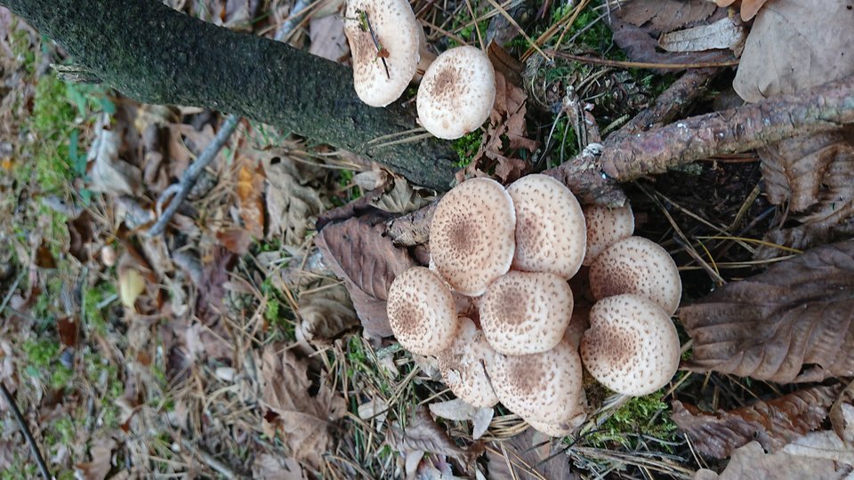 15411619046863703711192123932765.jpg - Pickk