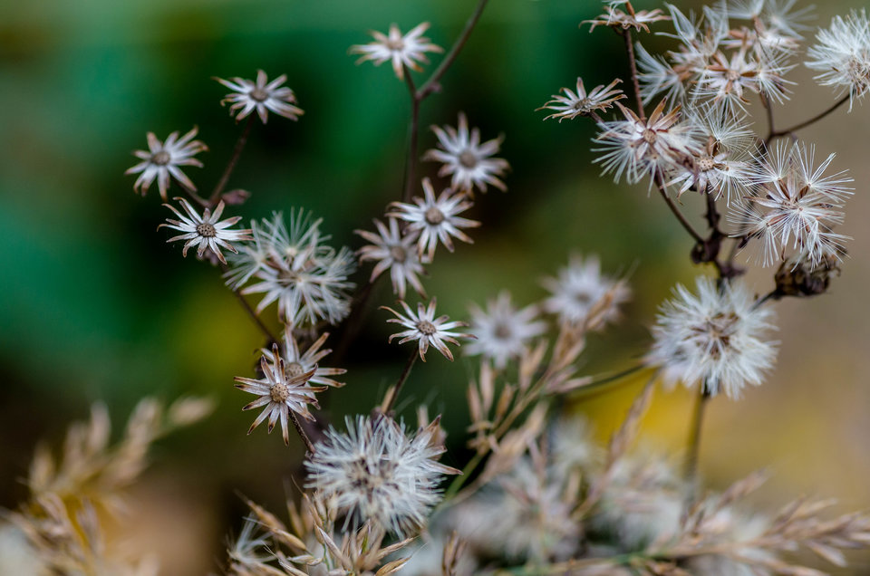 Gwiezdna roślinka - mystic