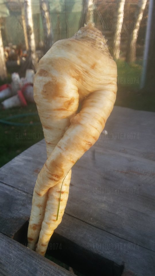 20181105_144520.jpg - ewawojtek8074