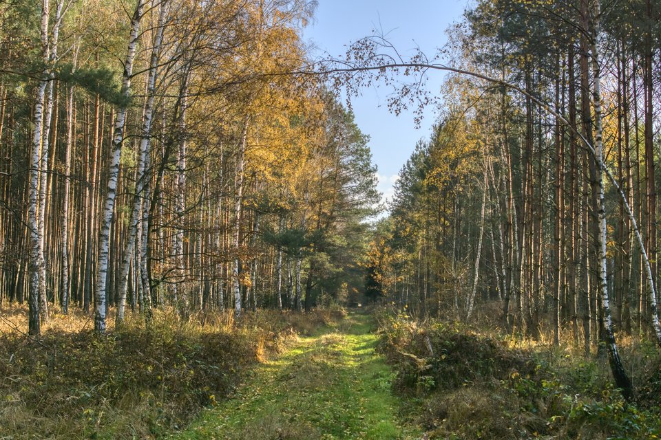 a trawa zielona - marquiz