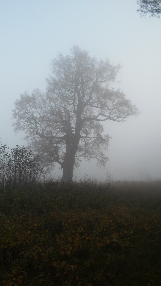 20181110_085927.jpg - kubaluna