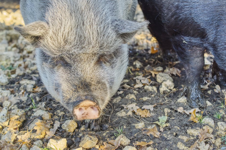 białe i czarne - marquiz