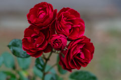 Jesienne róże w deszczu