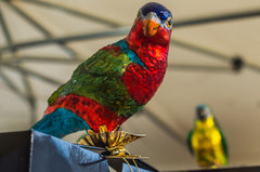 Szklana papuga choinkowa :)