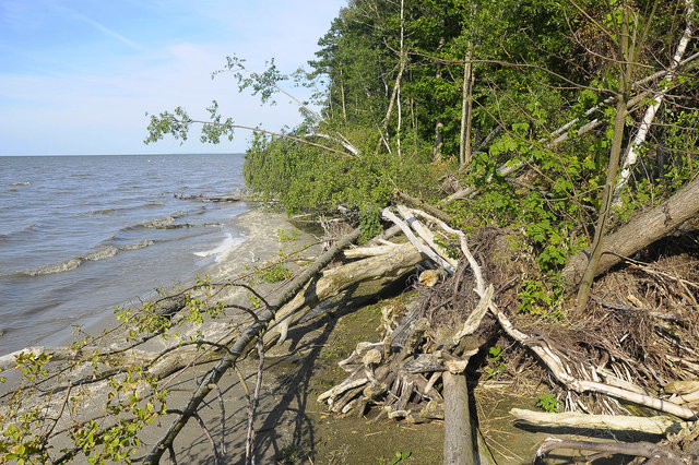 Aramikis