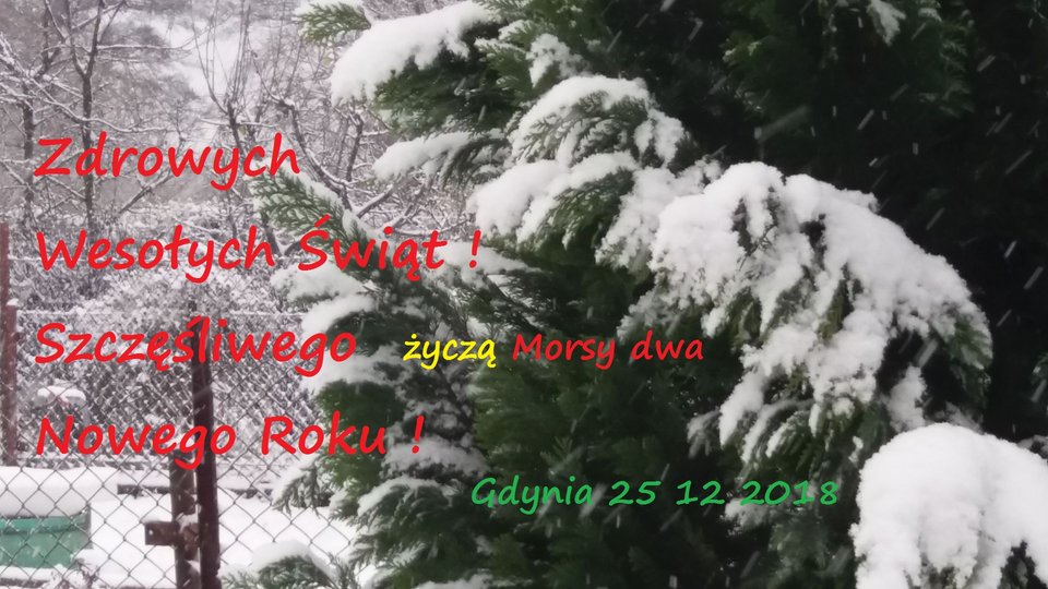 Święta 2018 - Morsy_dwa