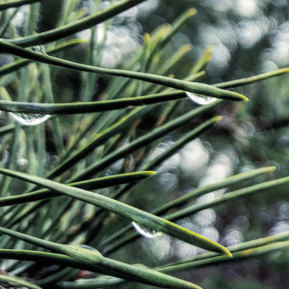 ABBA15FD-33D5-4DE4-AF5E-F173E1DD1344.jpeg - Mekagojiranogyakushu