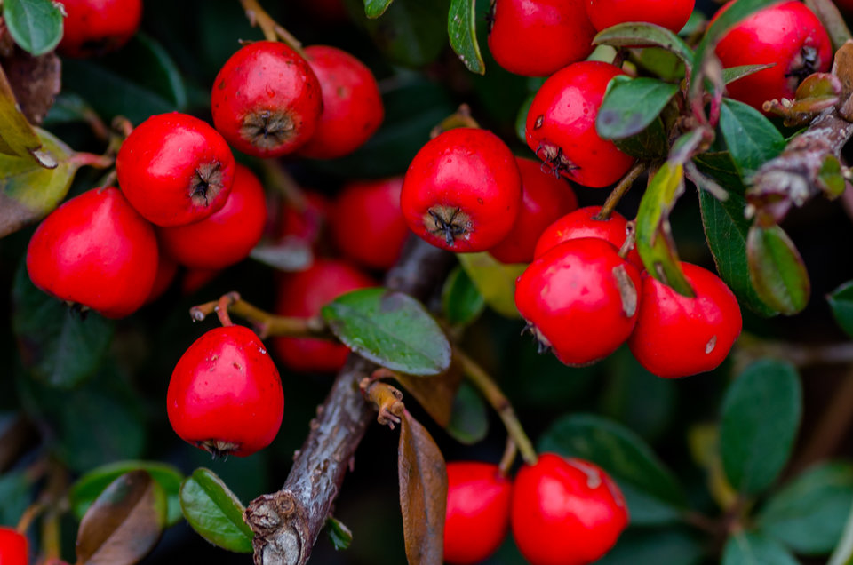 Czerwone korale - mystic