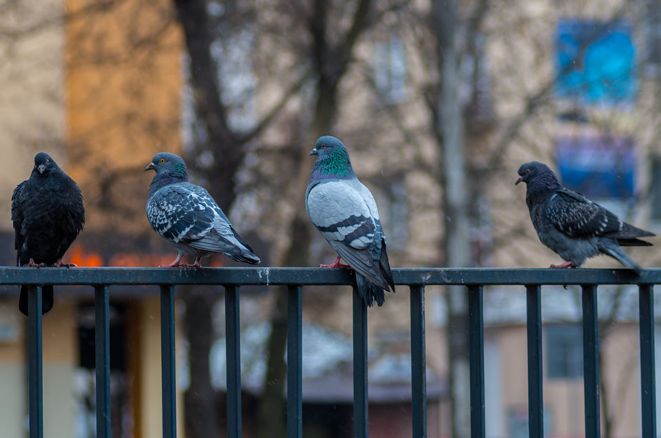 Kwartet gruchaczy - mystic