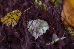 W ciernistych krzewach