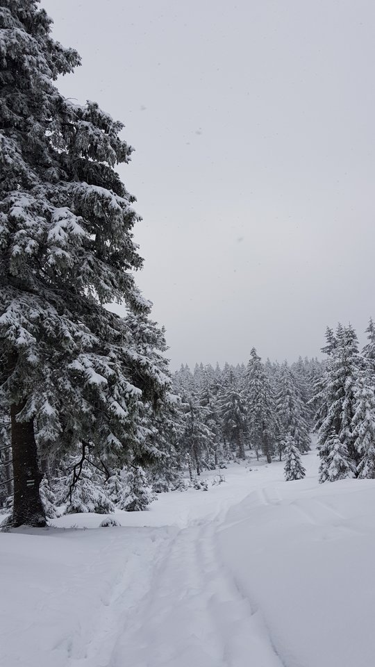 20181230_100453.jpg - CCC76