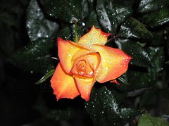 Tak bez okazji dla wszystkich pań...