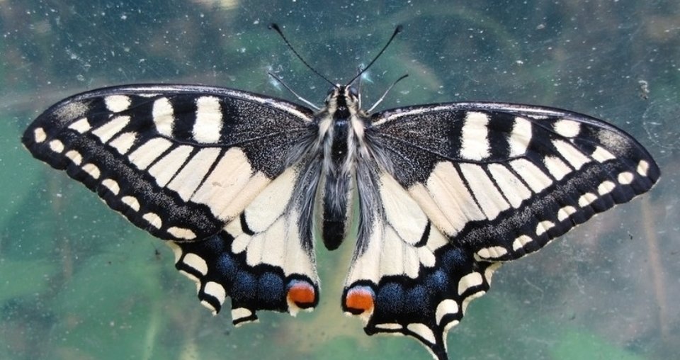 IMG_20191223_210529.jpg - cro111