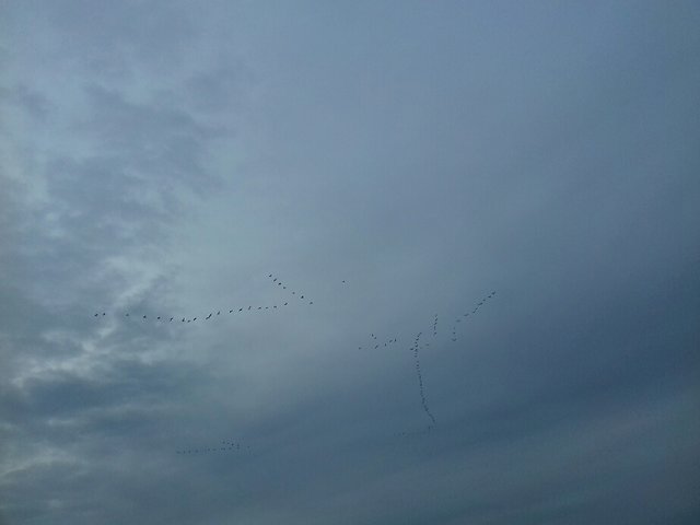 20191230_092012.jpg - torii99