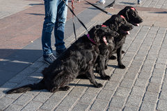 Orkiestrowe pieski ;)