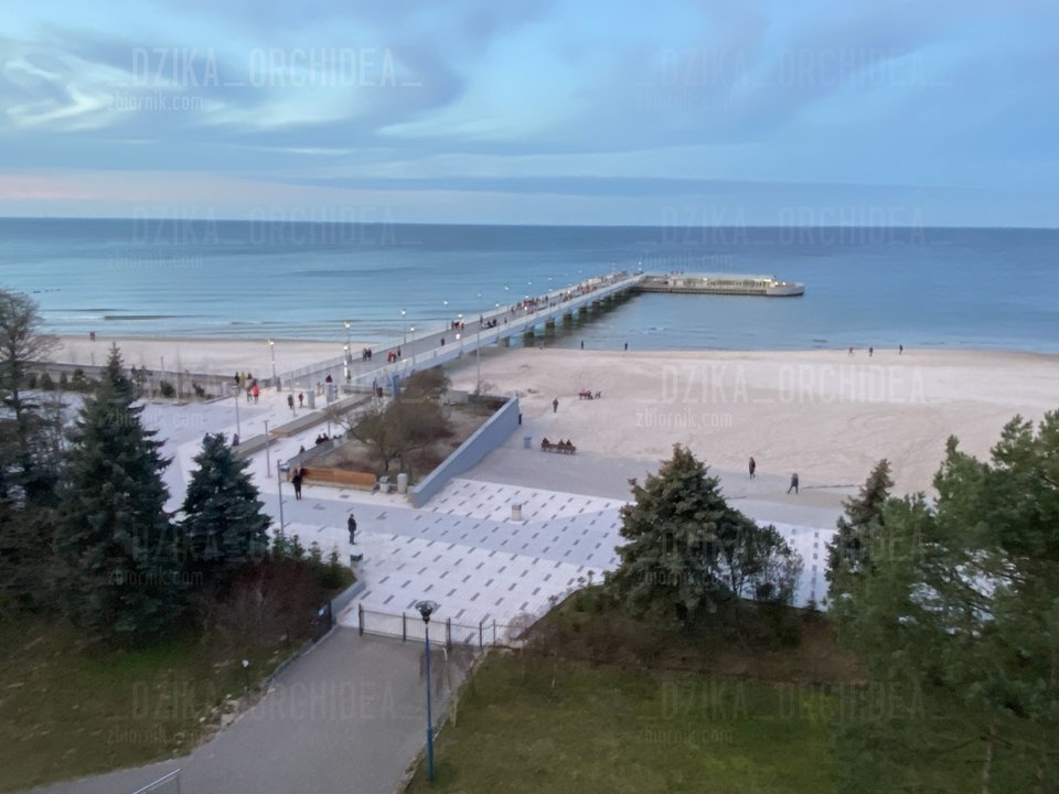 DSOC6633.jpeg - _Dzika_Orchidea_